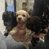 Barboncino toy particolor