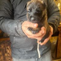 Cuccioli di pastore belga Malinois