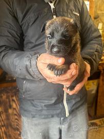 Cuccioli di pastore belga Malinois femmina