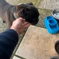 Cuccioli bulldog francesi