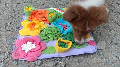 Australian shepherd