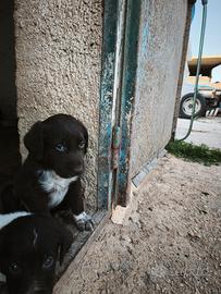 Cuccioli di drahthaar x lagotto