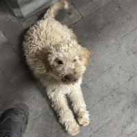 Lagotto Romagnolo