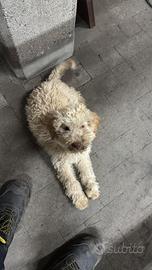 Lagotto Romagnolo