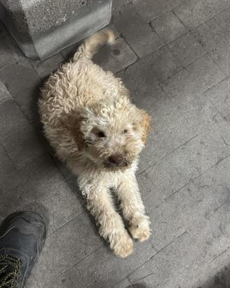 Lagotto Romagnolo