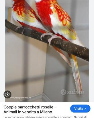Rosella rubino cn cites anello 2025