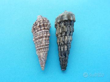 2 Conchiglie Cerithium mm 49 e mm 53