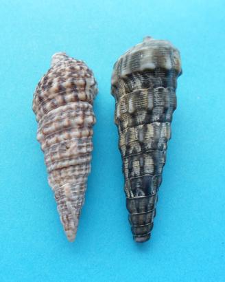 2 Conchiglie Cerithium mm 49 e mm 53