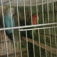 Coppia inseparabile 50 euro