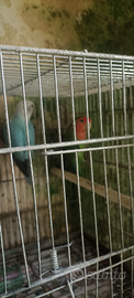 Coppia inseparabile 50 euro