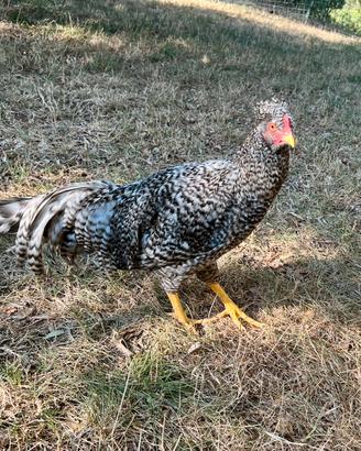 Gallo razza schijndelaar barrato
