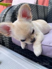 Cuccioli Chihuahua nati 8.3. 2026