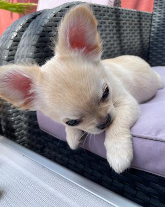 Cuccioli Chihuahua nati 8.3. 2026