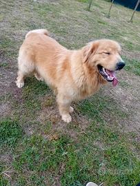 Golden retriever americani