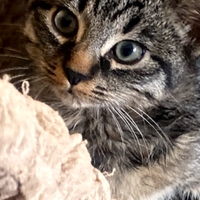 Gattini paurosi ma tanto dolci