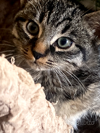 Gattini paurosi ma tanto dolci