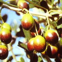 Raccolta olive cambio merce