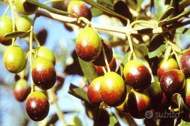 Raccolta olive cambio merce
