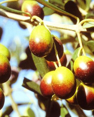 Raccolta olive cambio merce