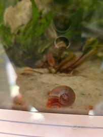 Lumache rosse acquario dolce