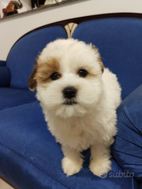 Shitpoo femmina particolor