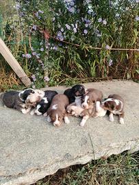 Cuccioli di pastore australiano