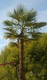 Palma (Chamaerops Excelsa - Trachycarpus Fortunei)