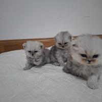 Gatto persiano chinchilla