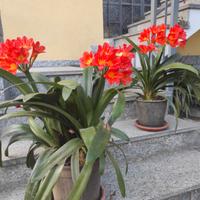 Piante di Clivia