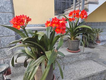 Piante di Clivia