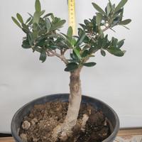 Ulivo prebonsai U14