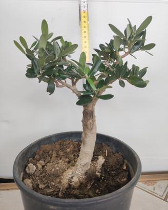 Ulivo prebonsai U14