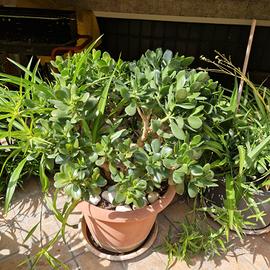 pianta della fortuna