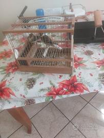 Incardellati novelli