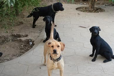 cuccioli labrador neri 