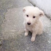 Cuccioli in adozione