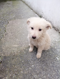Cuccioli in adozione