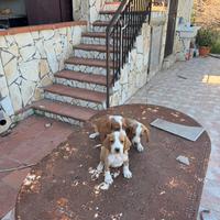 Segugi Posavatz per cinghiale