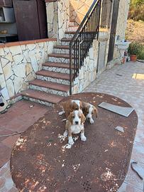 Segugi Posavatz per cinghiale