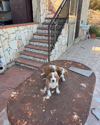 Segugi Posavatz per cinghiale