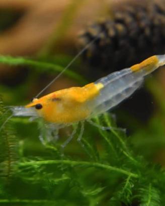 Caridine orange rili