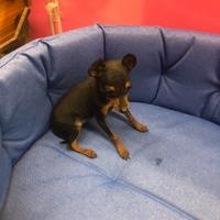 Pinscher taglia piccolissima