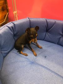 Pinscher taglia piccolissima