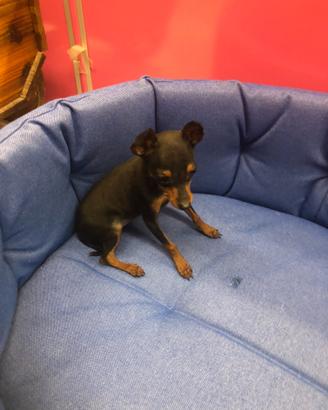 Pinscher taglia piccolissima