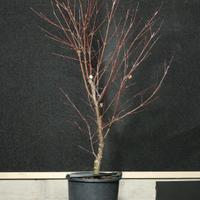 pre bonsai acero arakawa