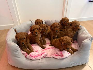 Barboncini Red (NON DISPONIBILI/TUTTI PRENOTATI)