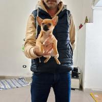 Cucciolo di cihuahua maschio