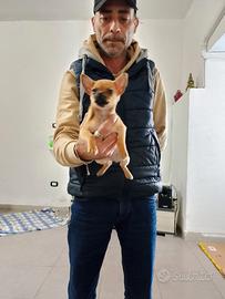 Cucciolo di cihuahua maschio