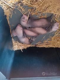 Cuccioli di furetto