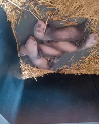 Cuccioli di furetto